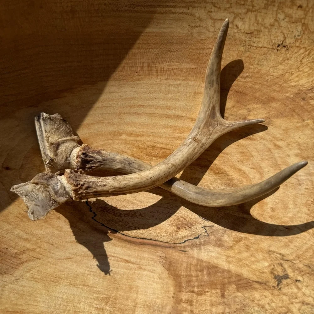 Natural Deer Antler Decor